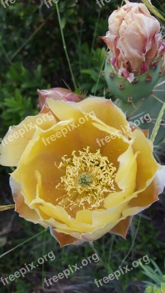 Cactus Cactus Blossom Cactus Flower Desert Blossom