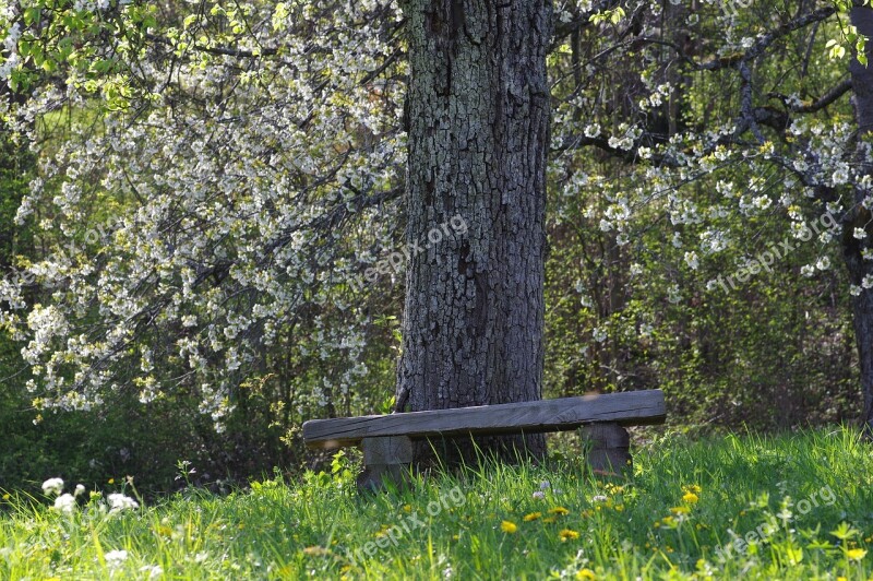 Bank Park Forest Benches Resting Place