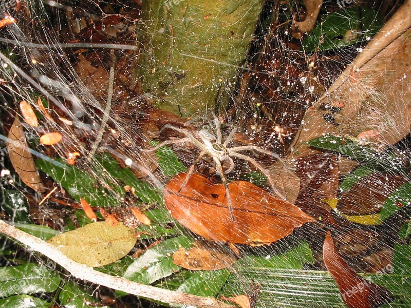 Spider Web Arachnid Nature Bug