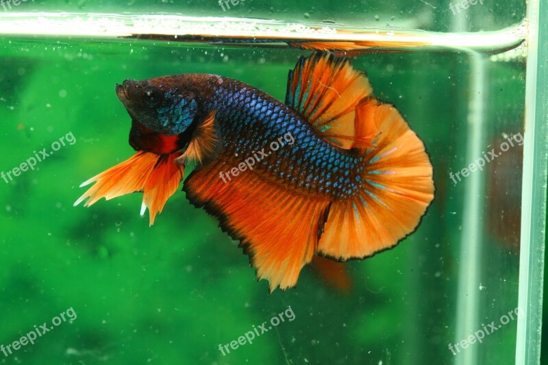 Betta Fish Hmpk Free Photos