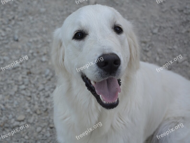 Bitch Female Golden Retriever Domestic Animal Dog