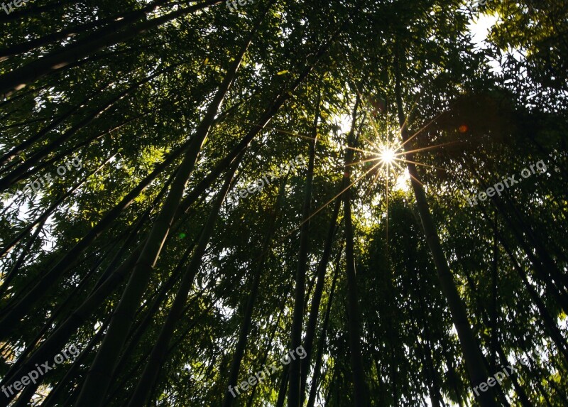 Bamboo The Scenery Shade Free Photos