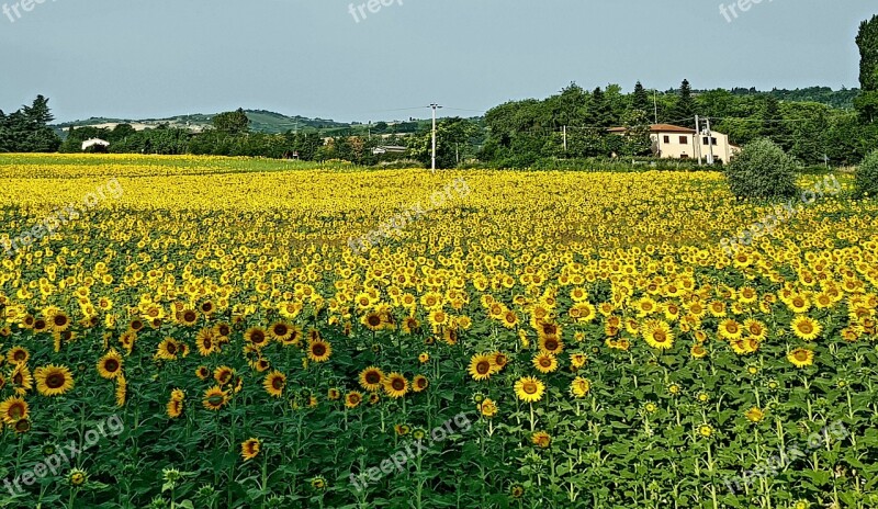 Sunflowers Landscape Spring Free Photos