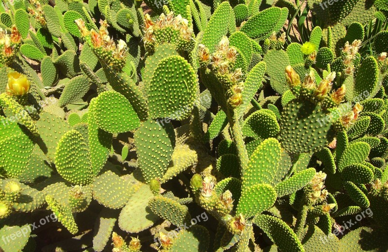 Cactus Cacti Field Nature Succulent Morocco