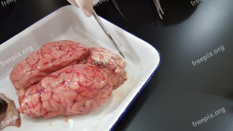 Brain Organ Experiment Lab Free Photos