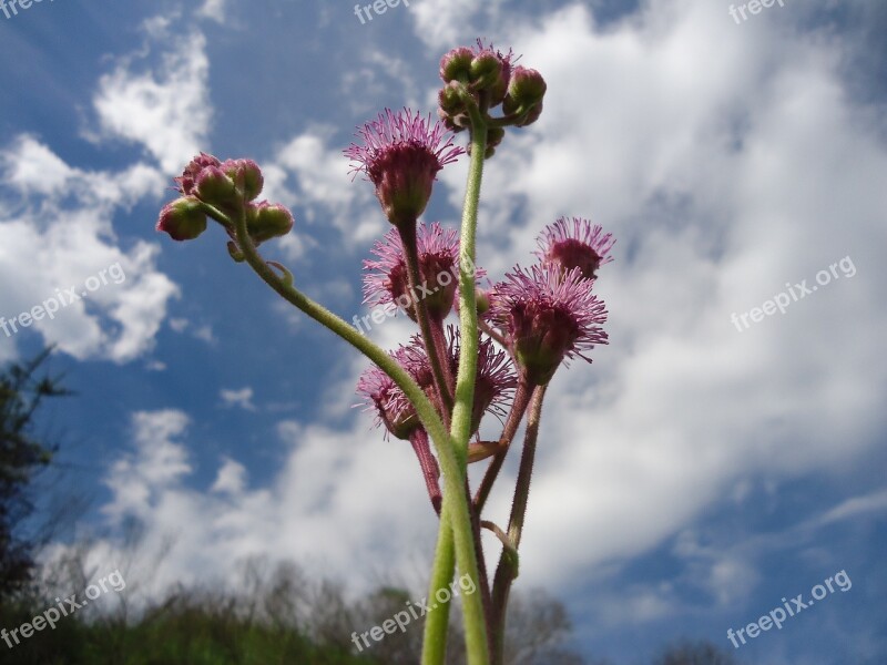 Flowers Garden Pink Flowers Wild Free Photos