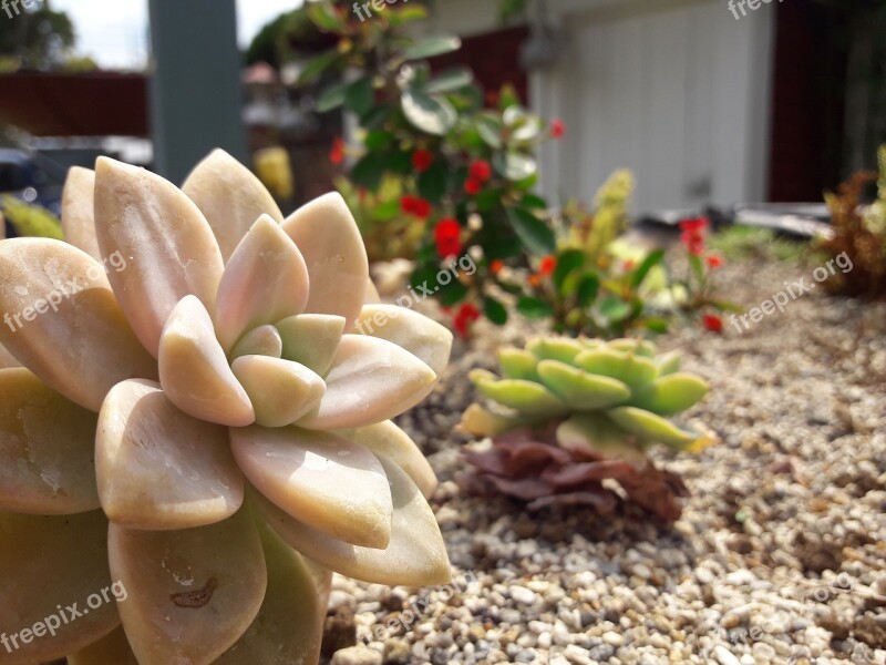 Plants Nature Flower Growing Succulent