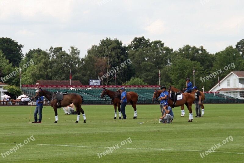 Polo Petiseros Horses Competition England