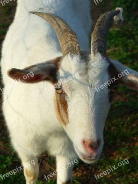 Goat Horn Animal Mammal Farm