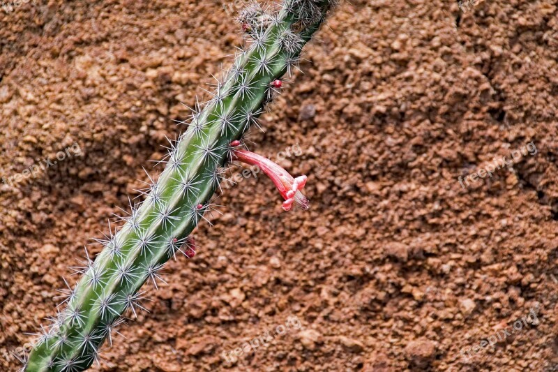 Jardin De Cactus Cactus Lanzarote Spain Africa Attractions