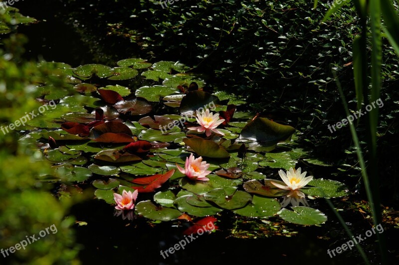 Water Lilies Pond Tender Flowers Aquatic Plant