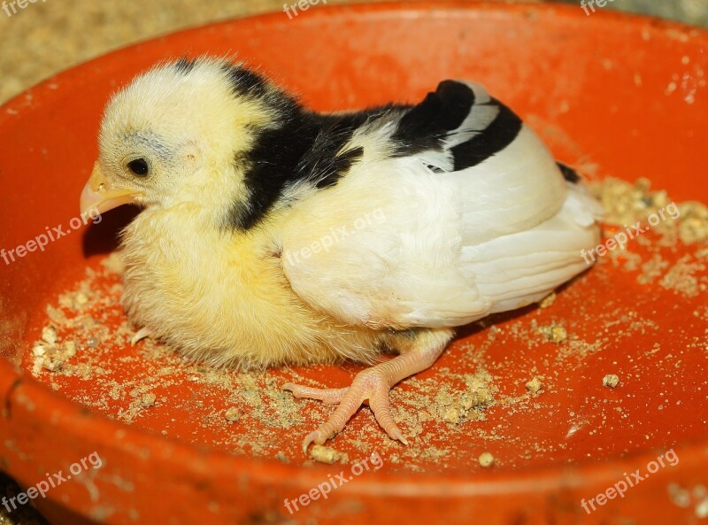 Chicks Sweet Cute Yellow Small