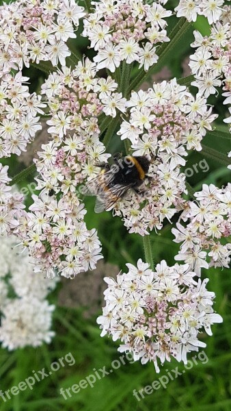 Bumble Bee Summer Flower Pollination Spring