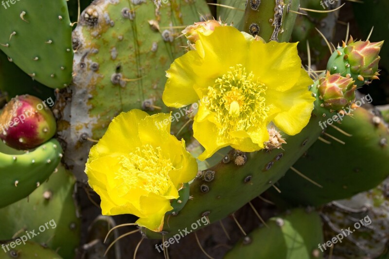 Jardin De Cactus Cactus Blossom Bloom Lanzarote