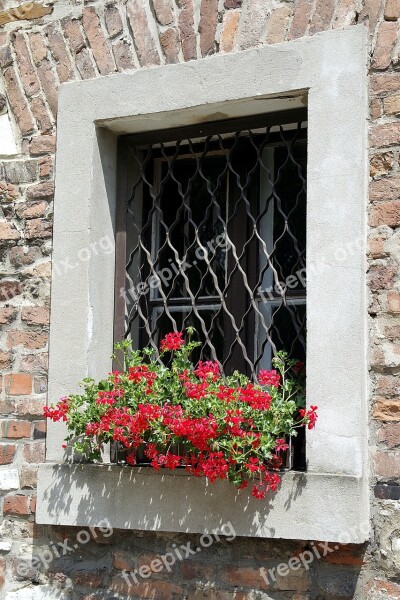 Window Trellis Geraniums Flowers Wall