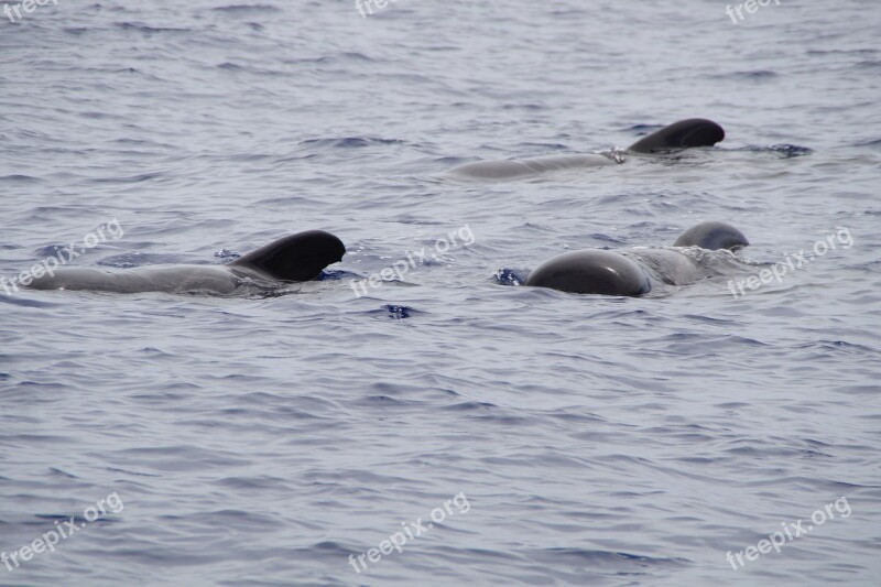 Whales Pilot Whales Marine Mammals Water Meeresbewohner