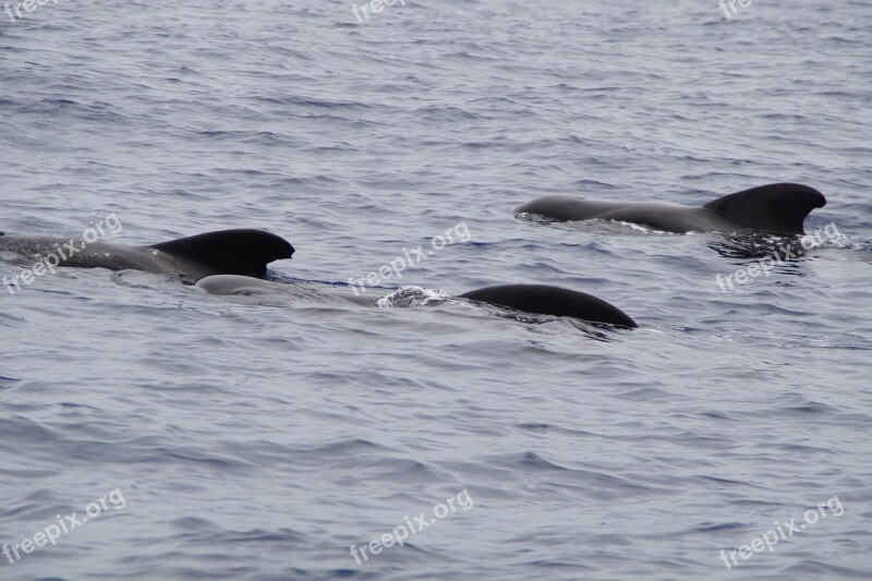 Whales Pilot Whales Marine Mammals Water Meeresbewohner