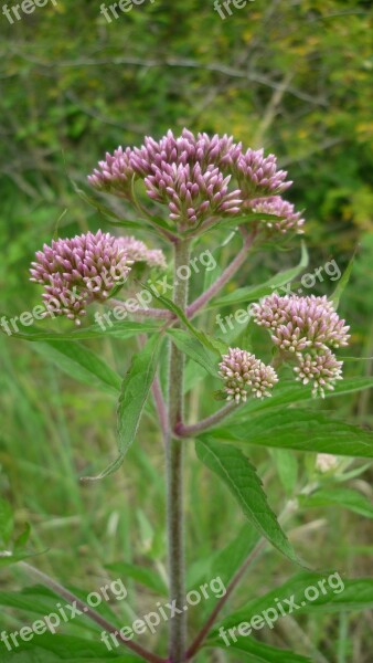 Valerian High Perennial German Plant Medicinal Herb Glade