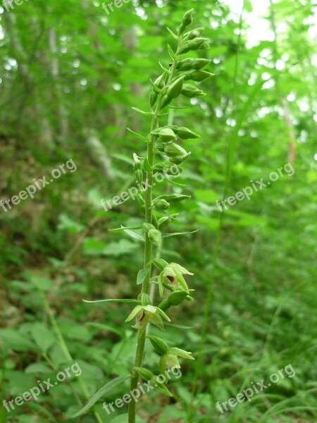 Spitzlippige Helleborine German Orchid Tiny Flowers Difficult To Detect Shady Forests