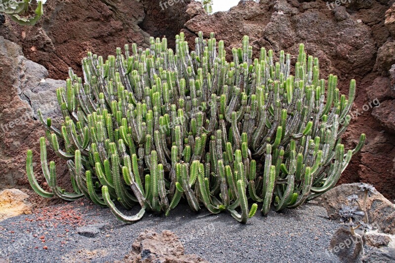 Jardin De Cactus Cactus Lanzarote Spain Africa Attractions