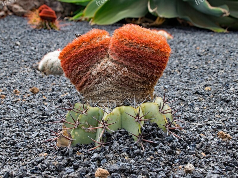 Jardin De Cactus Cactus Lanzarote Spain Africa Attractions