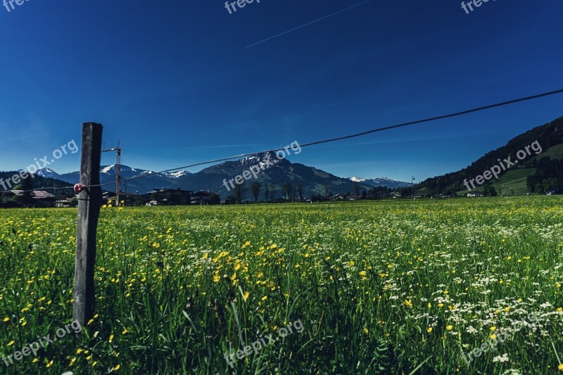 Meadow Landscape Summer Nature Tree