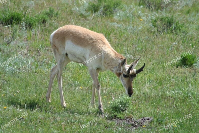 Antelope Game Wyoming Yellowstone National Park Wildlife