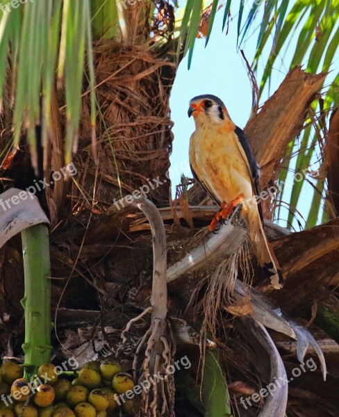 Cuba Kestrel Palm Palm Nuts Fronds