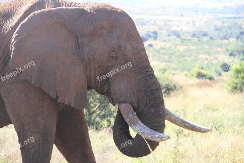 Nature Wildlife Ivory Pachyderm Elephant