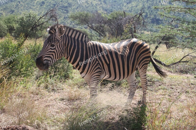 Zebra Pilanesberg Safari Animal Outdoor