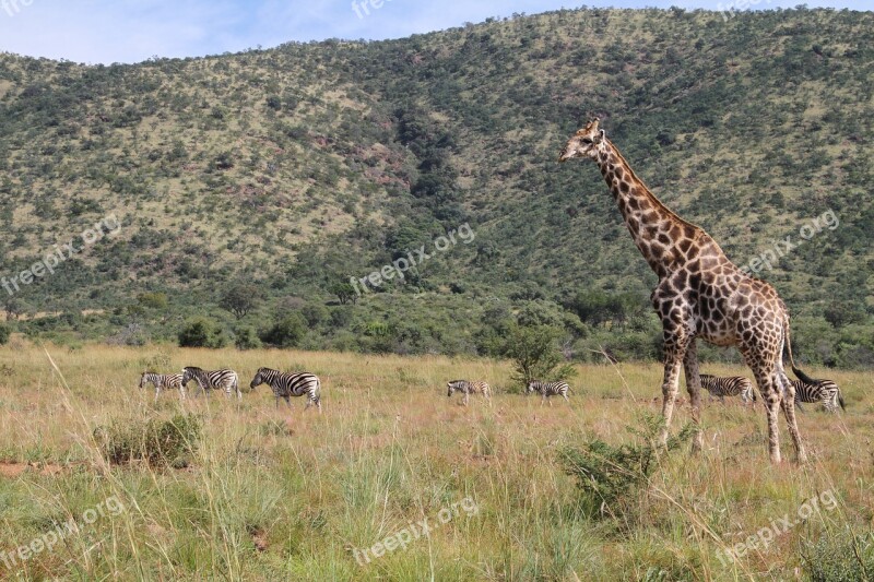 Giraffe Pilanesberg Safari Animal Outdoor