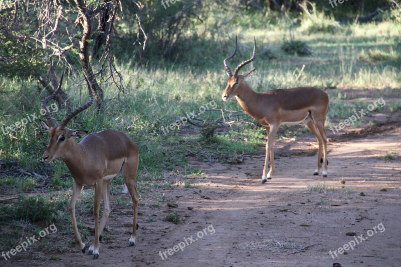 Male Impala Pilanesberg Safari Animal Outdoor