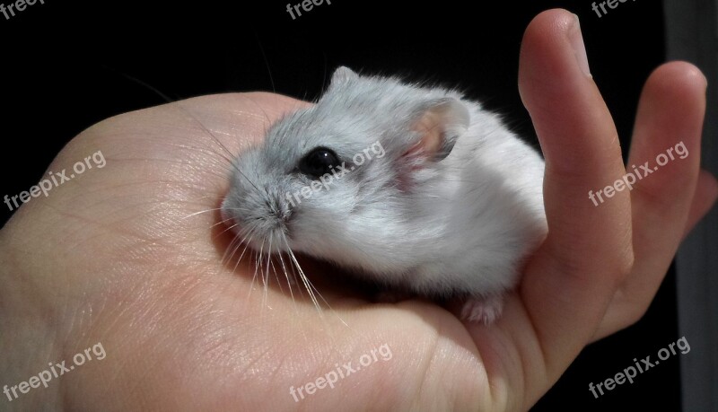 Dzsungáriai Dwarf Hamster Hamster White Pet Rodent