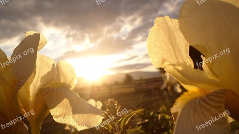 Flower Nature Photo Sunset Nature Nature Photography