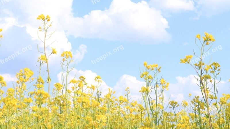 Rape Flowers Flowers Yellow Flower Yellow Tourism