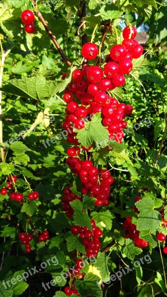 Currants Red Currant Red Gooseberry Greenhouse Bush