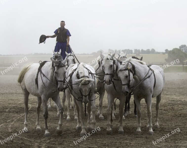 Puszta Horse Farm Hungary Equestrian Demonstration 10 Horses In Hand Collectively Harnessed