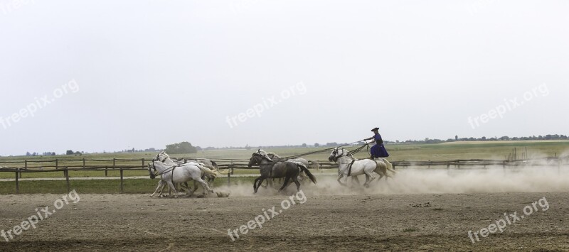 Puszta Horse Farm Hungary Equestrian Demonstration 10 Horses In Hand Collectively Harnessed