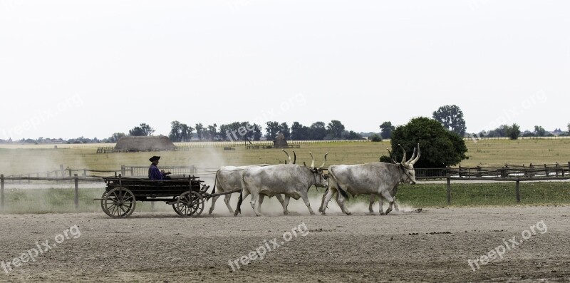 Hungarian Ox Cart 4 In Hand Yoked And Harnessed Driver Dust Cloud