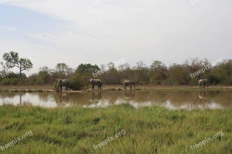 Ghana Elephants Natural Reserve Mole National Park Free Photos