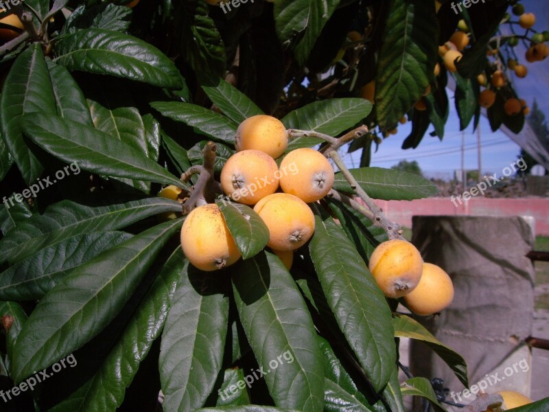 Tree Botanical Medlar Organic Yellow