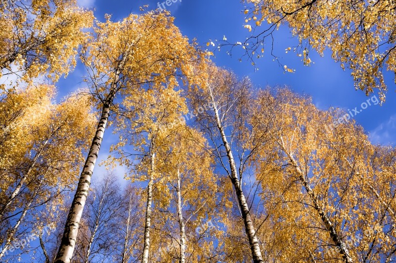 Birch Forest Sky Wood Nature