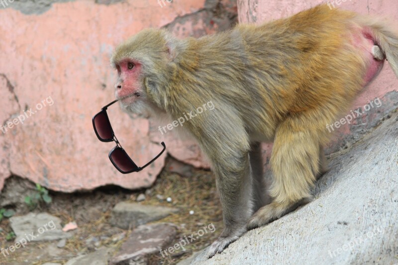 Rhesus Himalayan Monkey Naughty Old World Monkeys Free Photos