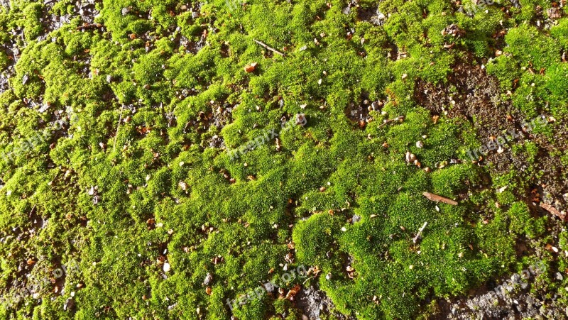 Moss Growing On Path Free Photos