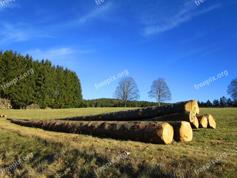 Landscape Tree Trunks Black Forest Autumn Panoramic Image