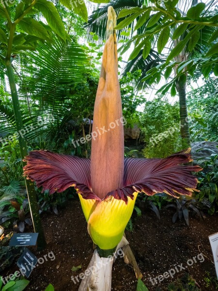 Amorphophallus Titanum The Corpse Flower Titan Konjac Araceae Konjac Belongs To The Largest Unbranched Inflorescence