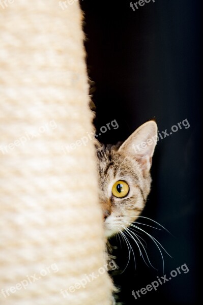 Cat Curious Cat Curious Young Cat Free Photos