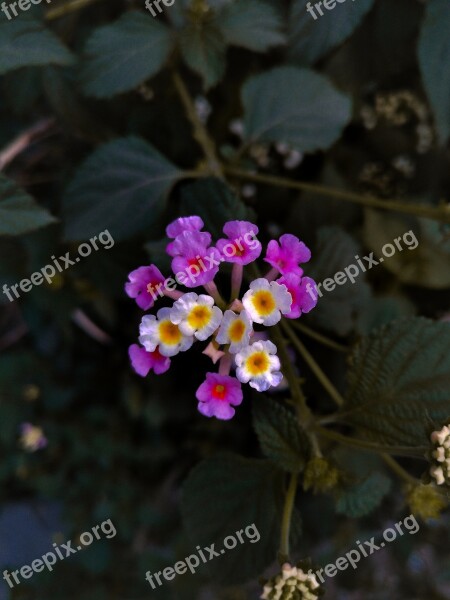 Flowers Flora Wildflower Greenery Moody