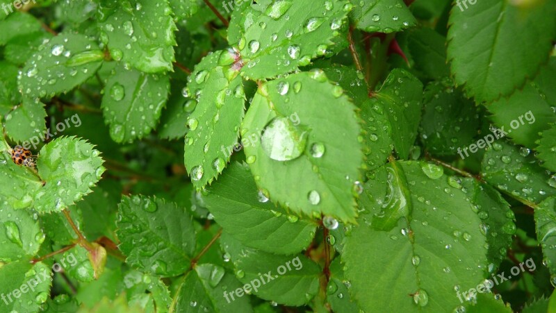 Water Drops And Ladybird Free Photos