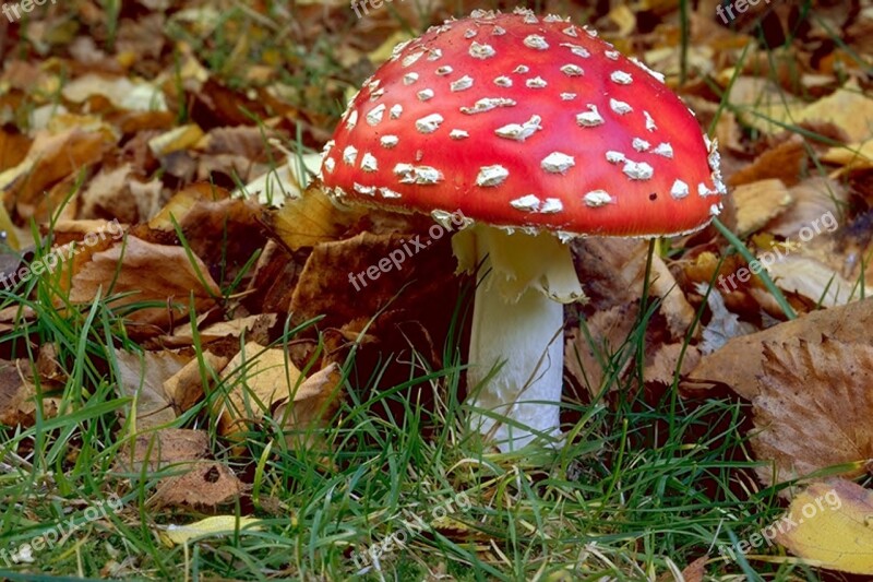 Fly Agaric Mushroom Red Fly Agaric Mushroom Forest Toxic